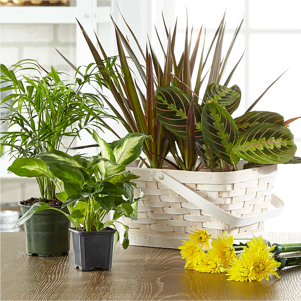 Florist Designed Blooming and Green Plants in a Basket – QUASTHOFF'S FLOWERS, River Grove IL
