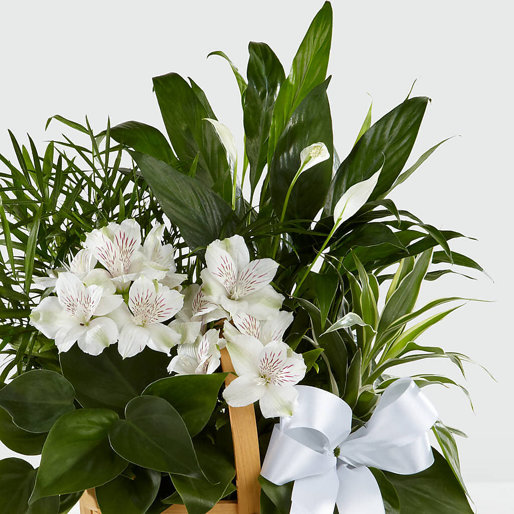 Peace & Serenity Dishgarden – QUASTHOFF'S FLOWERS, River Grove IL