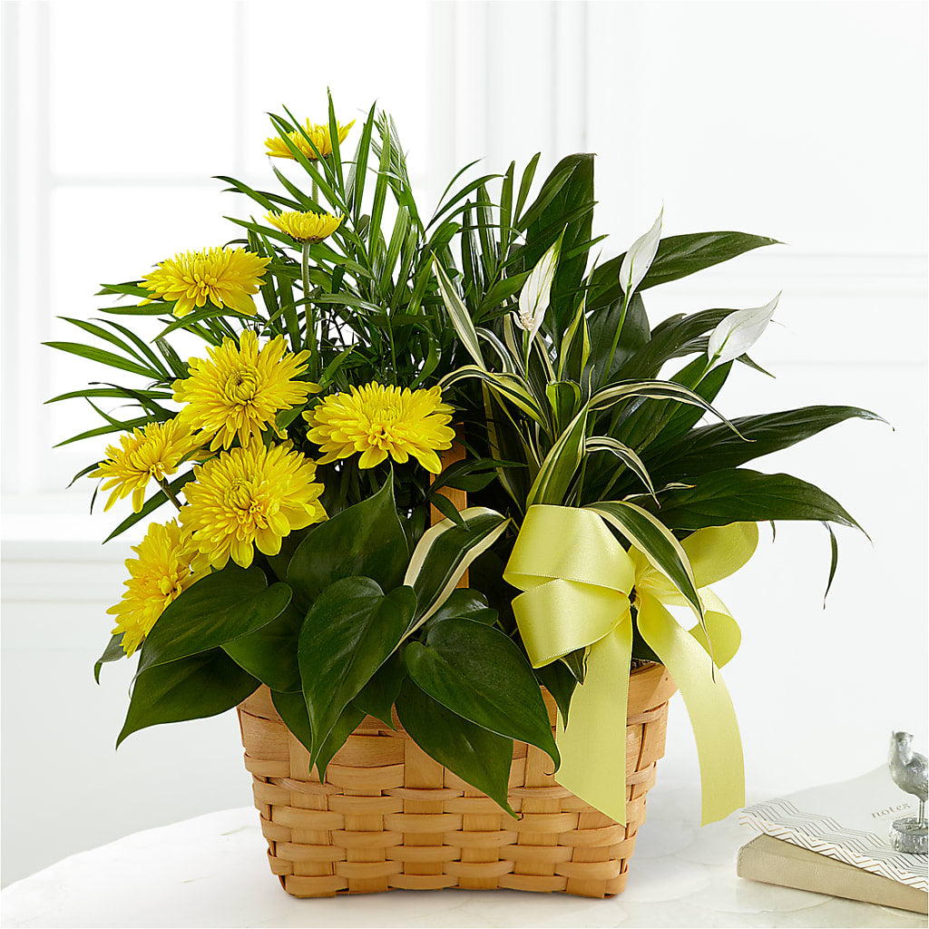 Loving Light Dishgarden – QUASTHOFF'S FLOWERS, River Grove IL