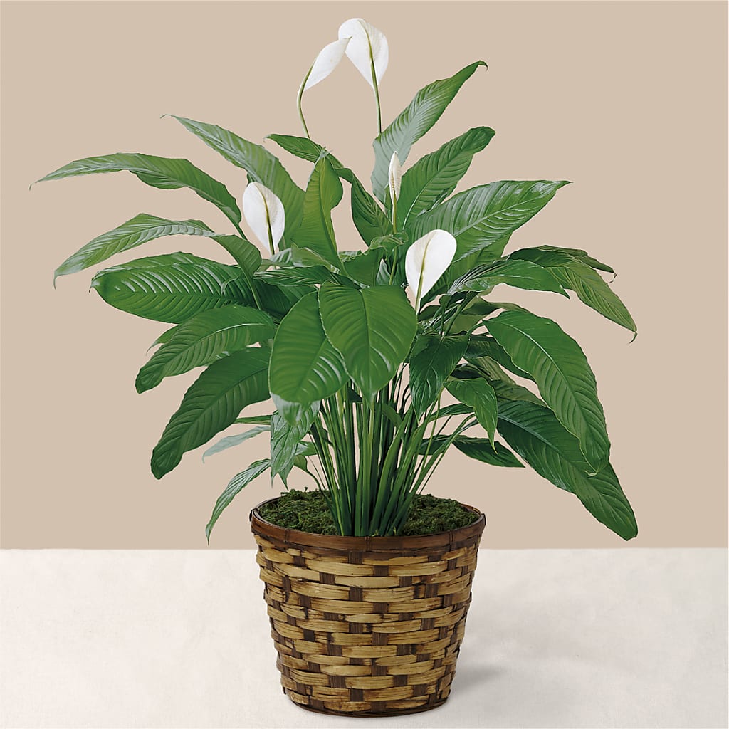Tranquil Moments Peace Lily Plant – QUASTHOFF'S FLOWERS, River Grove IL