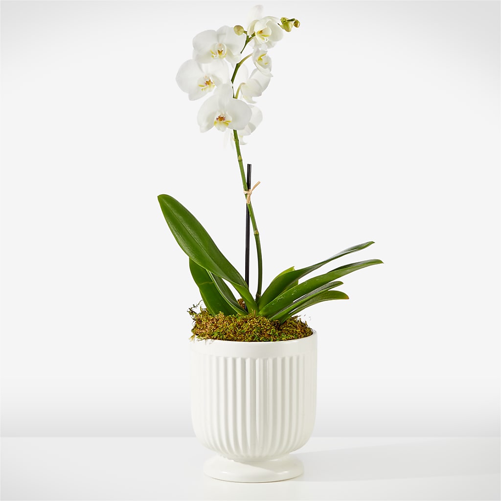 Whispering White Orchid – QUASTHOFF'S FLOWERS, River Grove IL