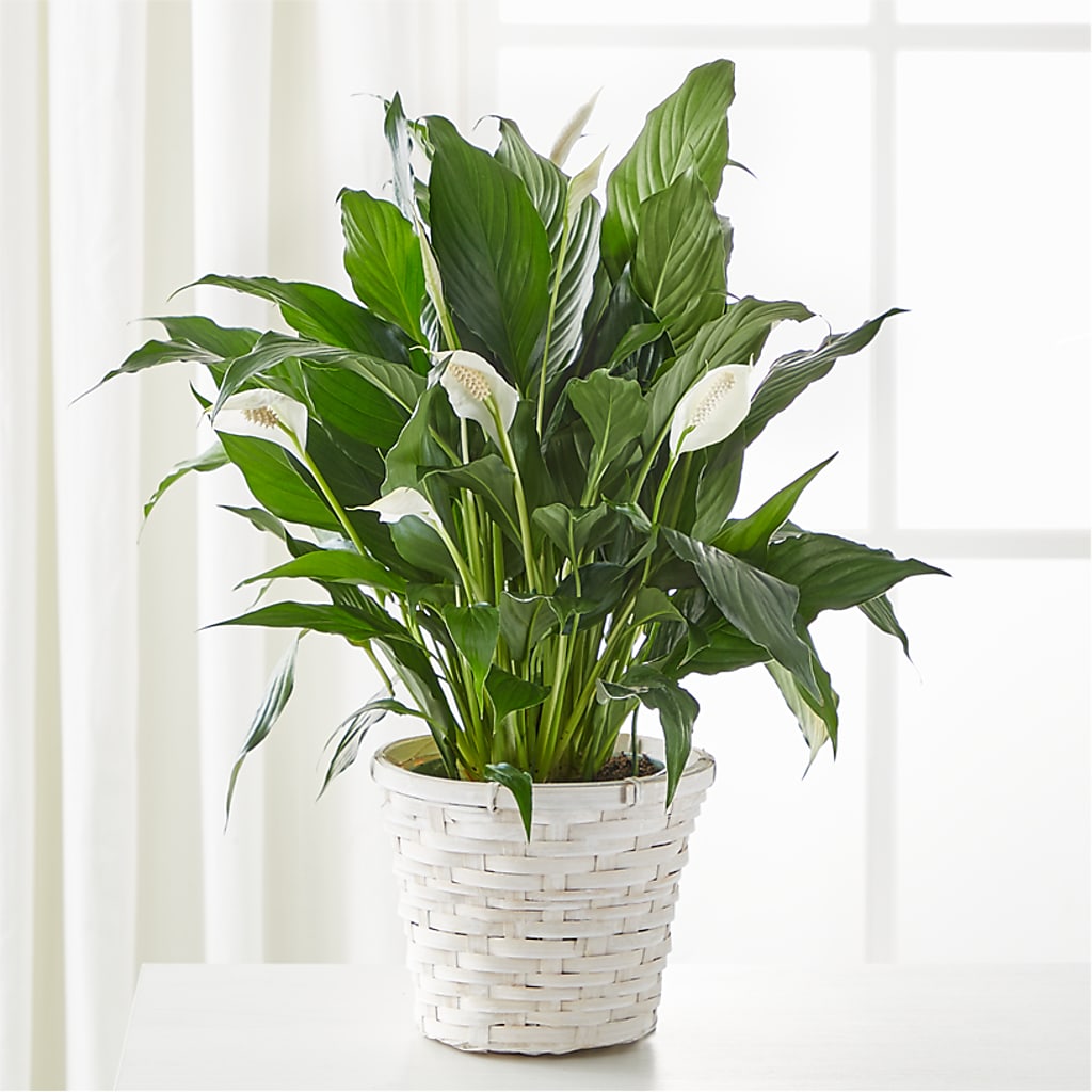 A New Leaf Peace Lily – QUASTHOFF'S FLOWERS, River Grove IL