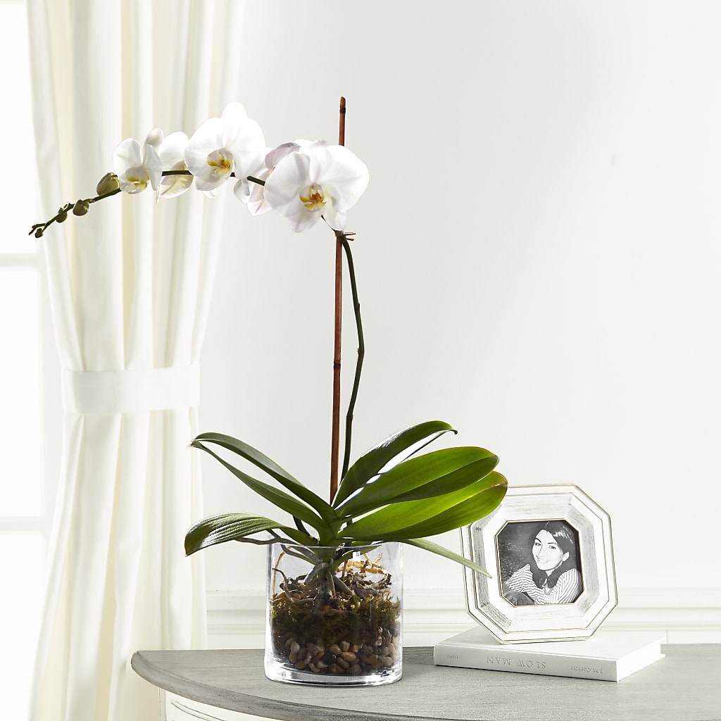White Orchid Planter – QUASTHOFF'S FLOWERS, River Grove IL