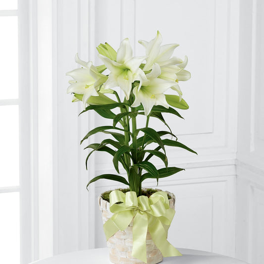Easter Lily Plant – QUASTHOFF'S FLOWERS, River Grove IL