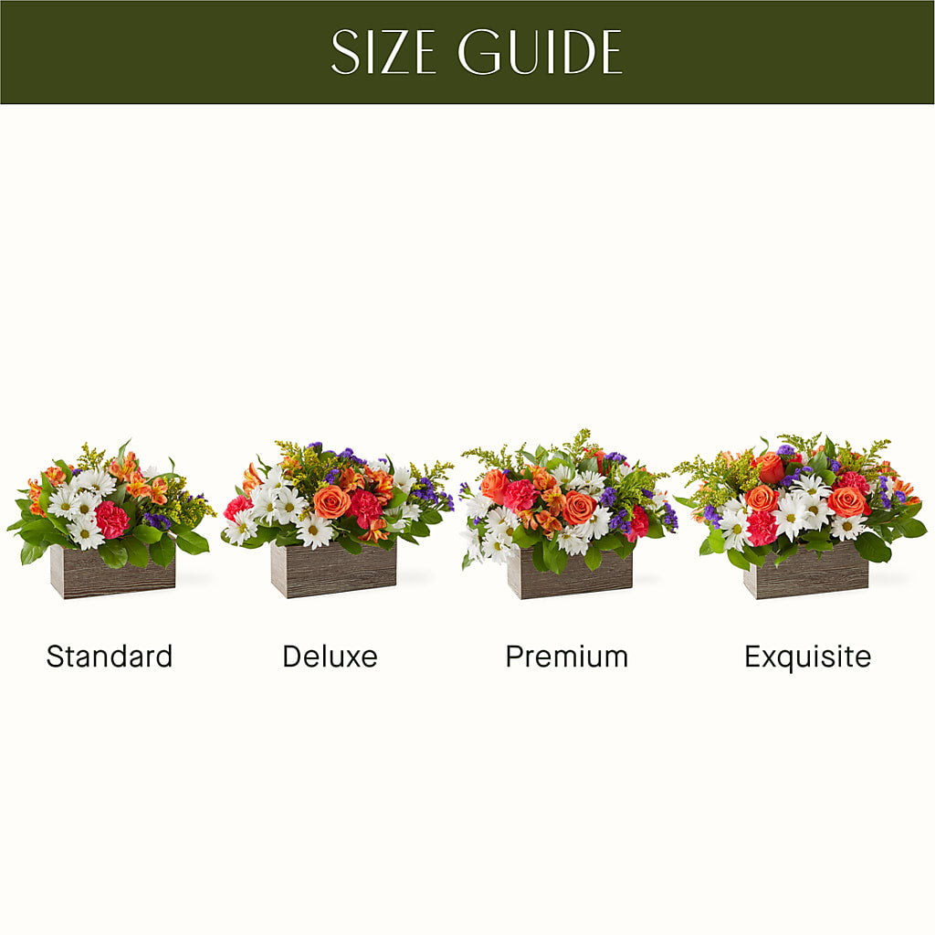 Oopsie Daisy Box Bouquet – QUASTHOFF'S FLOWERS, River Grove IL