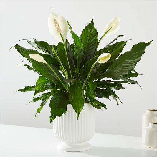 Comfort Planter – QUASTHOFF'S FLOWERS, River Grove IL