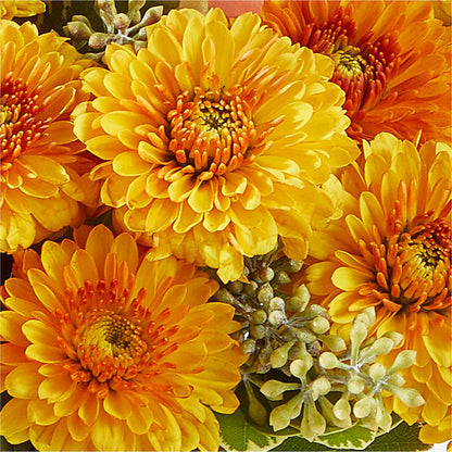 Peachy Pumpkin – QUASTHOFF'S FLOWERS, River Grove IL