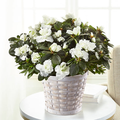 White Azalea Plant – QUASTHOFF'S FLOWERS, River Grove IL