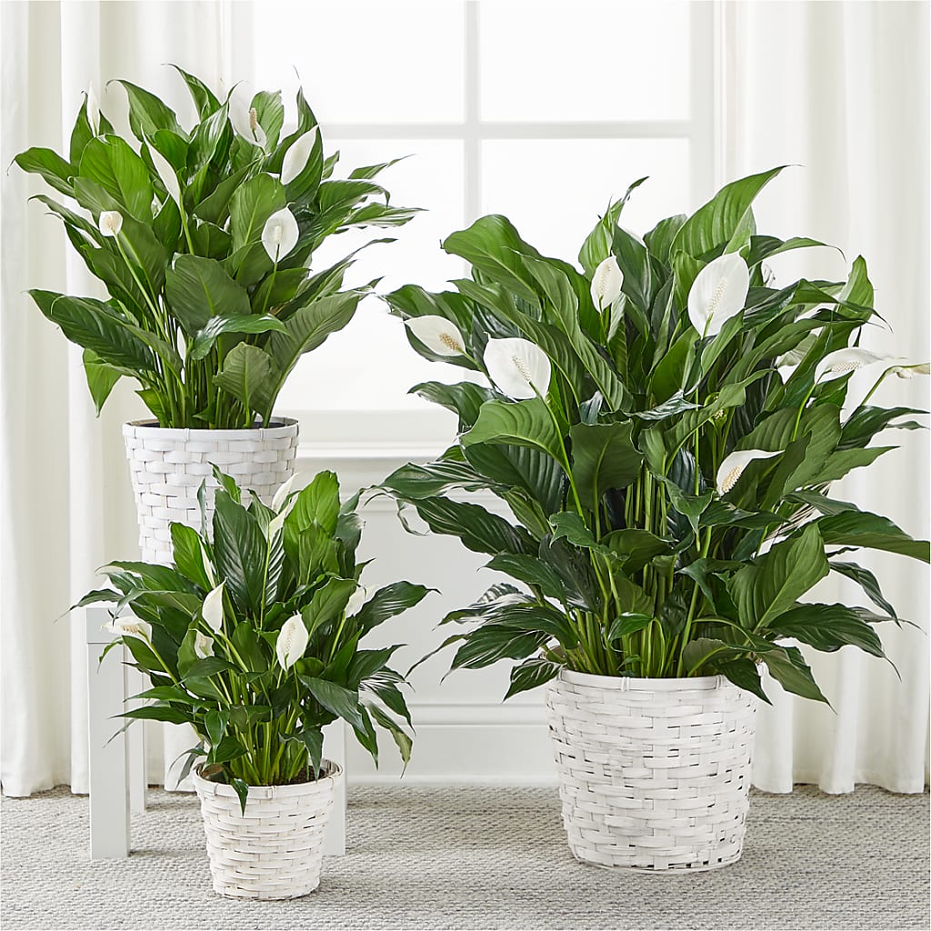 A New Leaf Peace Lily – QUASTHOFF'S FLOWERS, River Grove IL