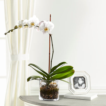 White Orchid Planter – QUASTHOFF'S FLOWERS, River Grove IL