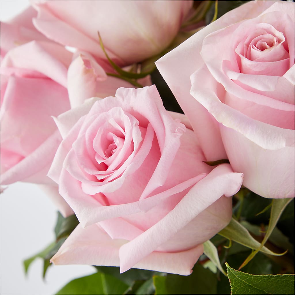 Picture Perfect Pink Rose Bouquet – QUASTHOFF'S FLOWERS, River Grove IL