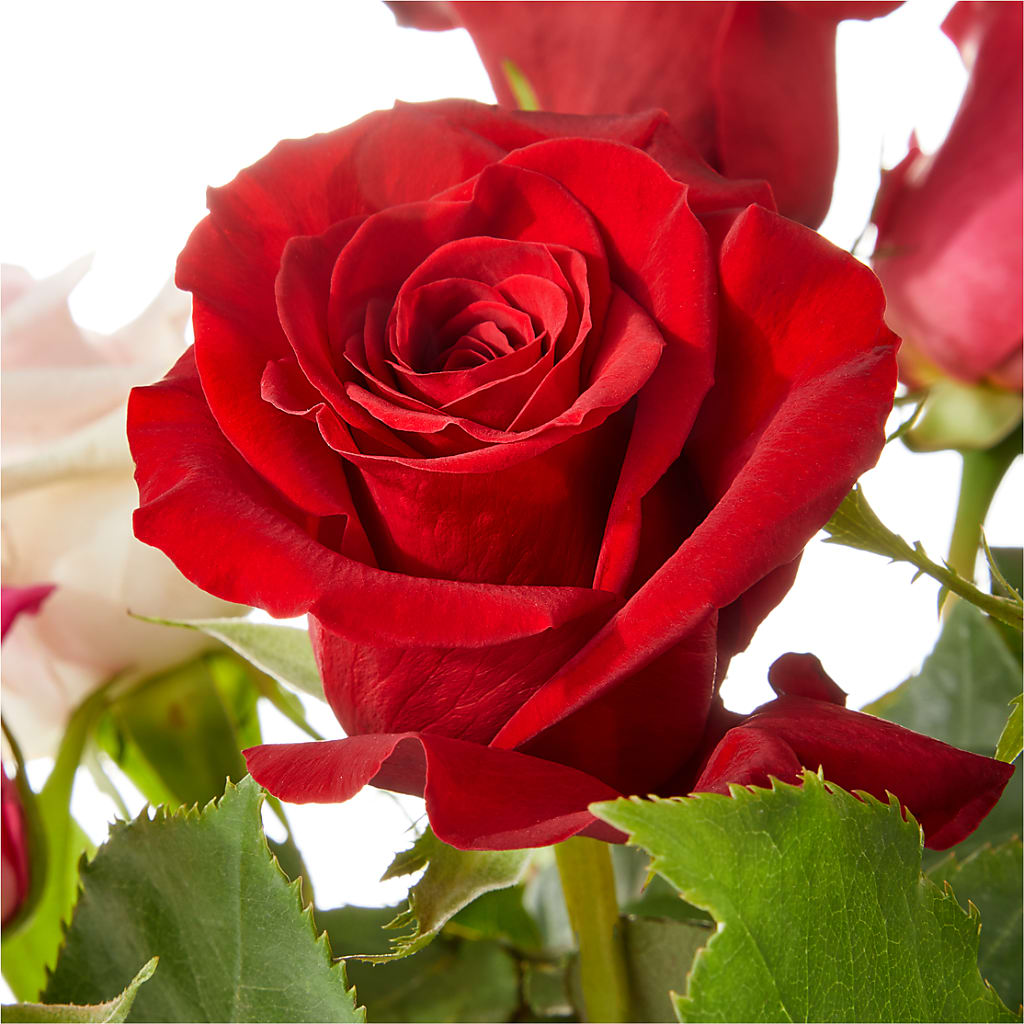Love Notes Rose Bouquet – QUASTHOFF'S FLOWERS, River Grove IL