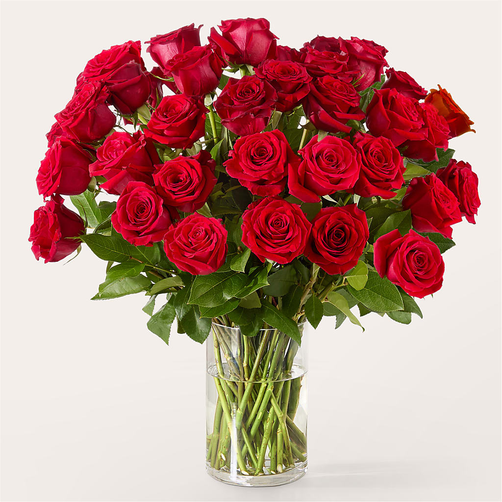 The One Red Rose Bouquet – QUASTHOFF'S FLOWERS, River Grove IL